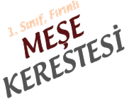1. Sınıf, Fırınlı MEŞE KERESTESİ